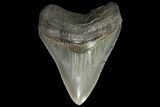 Serrated, Fossil Megalodon Tooth - Georgia River #84155-1